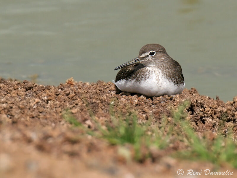 Green Sandpiper
