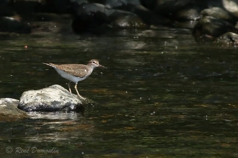 Common Sandpiperadult breeding, identification