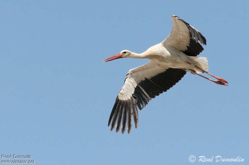 White Storkadult, Flight