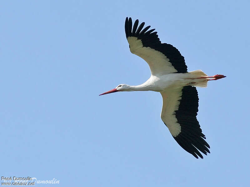White Storkadult, Flight