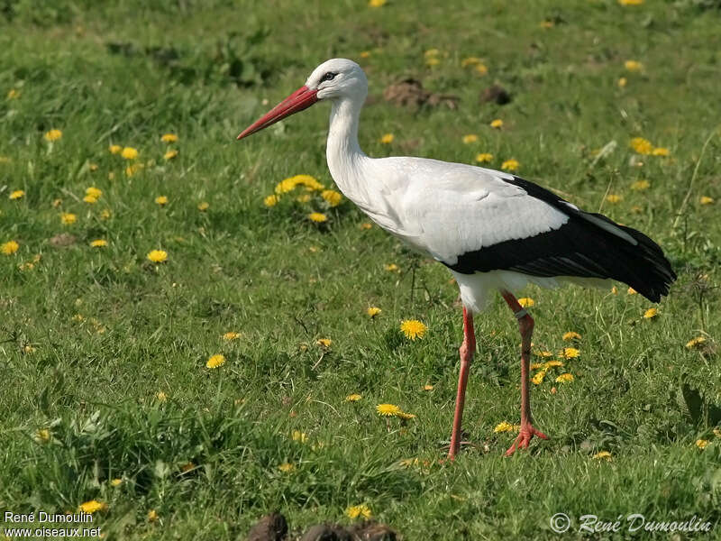 White Storkadult, identification