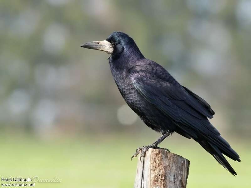 Rookadult breeding, identification