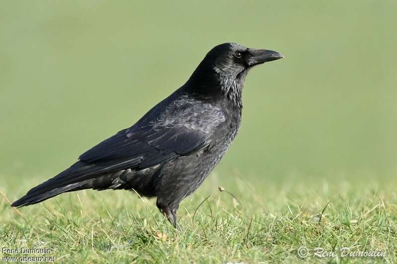 Carrion Crowadult, identification