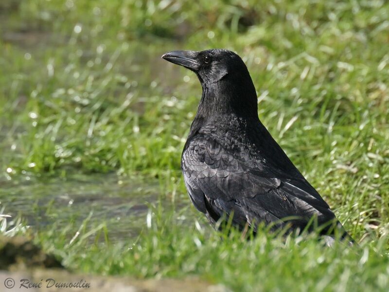 Carrion Crowadult