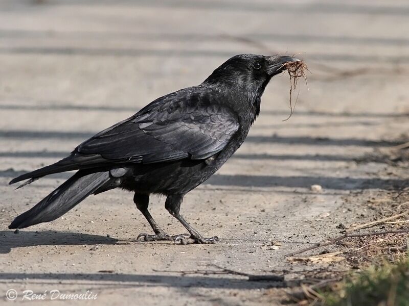 Carrion Crowadult, Behaviour