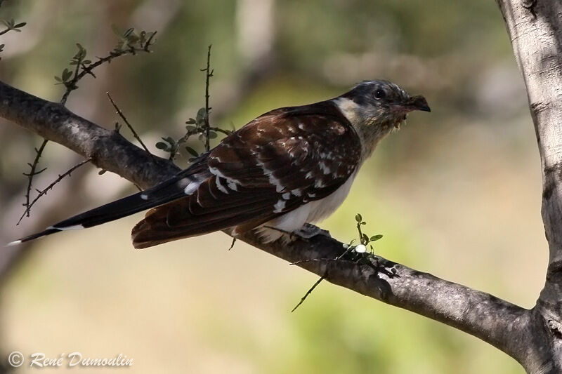 Great Spotted Cuckooadult, identification