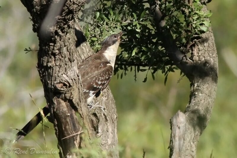 Great Spotted CuckooFirst year, identification