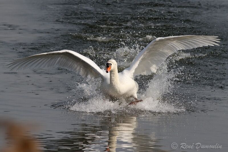 Mute Swanadult, identification