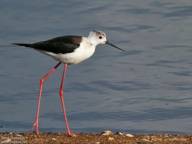 Black-winged Stilt female adult transition, identification