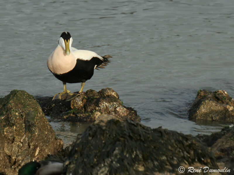 Common Eider male adult