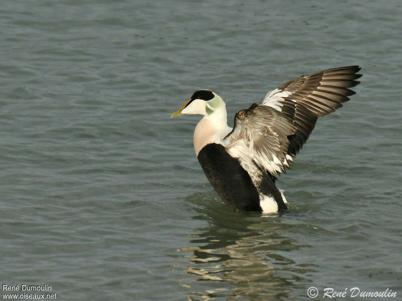 Common Eider male adult, care