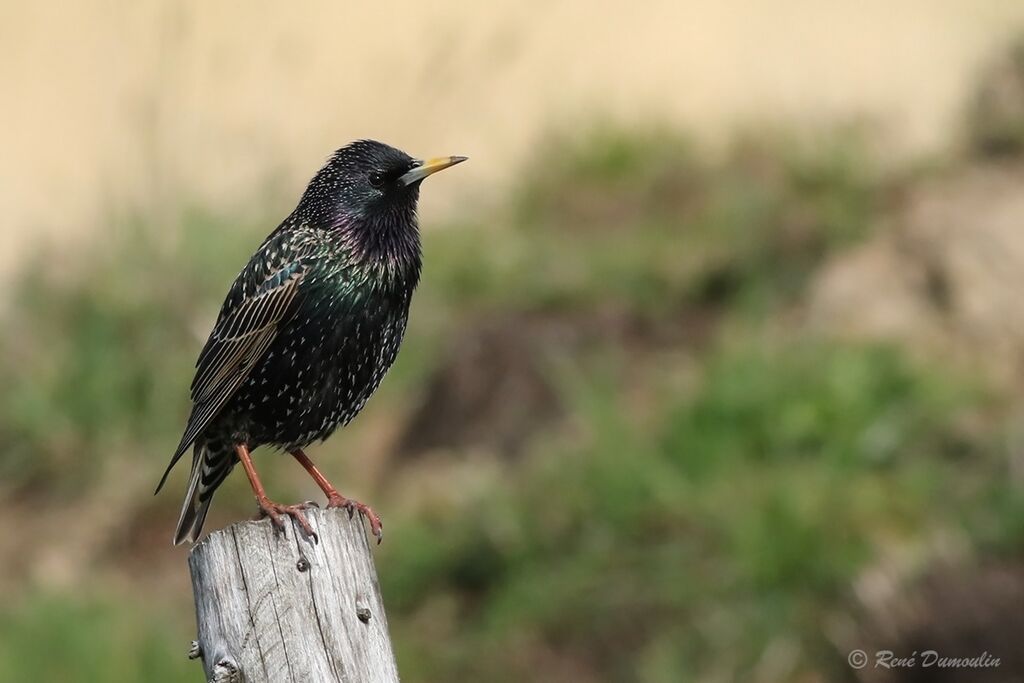 Common Starling male adult breeding, identification