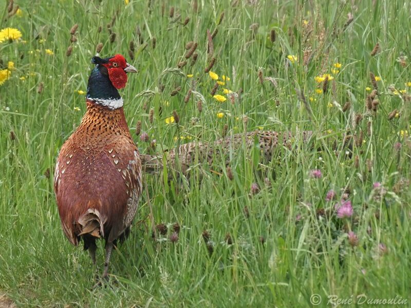 Common Pheasant adult