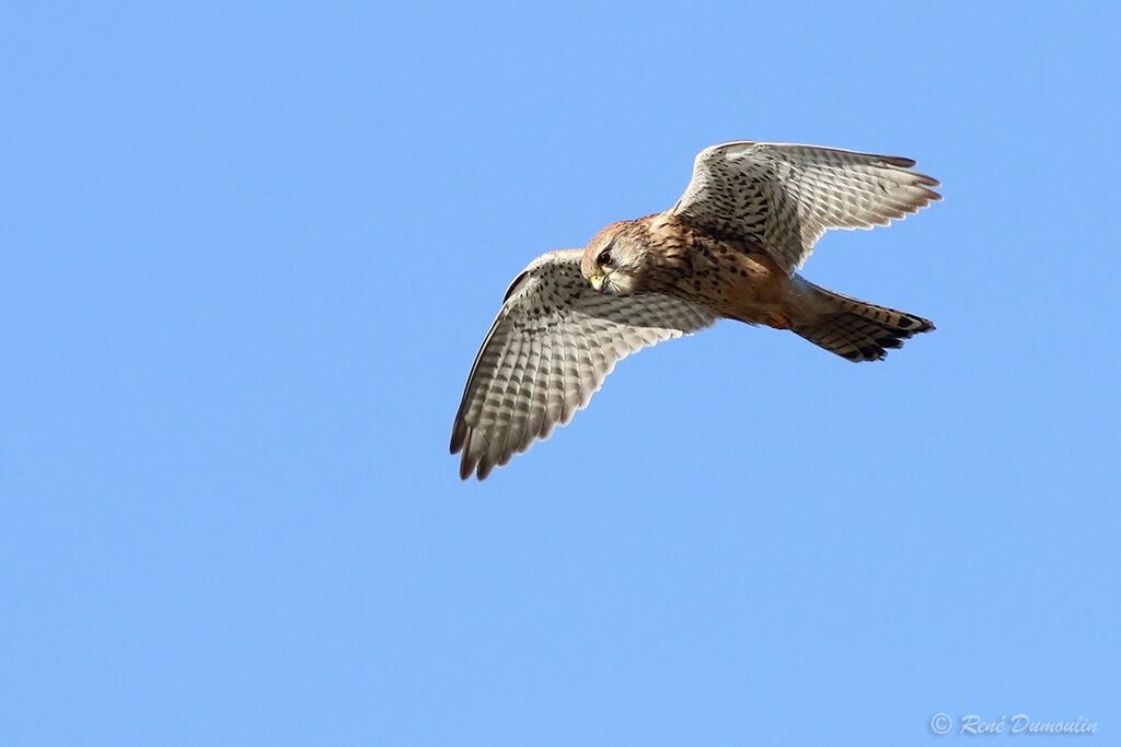 Common Kestrel, Flight