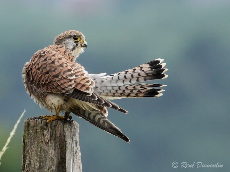 Common Kestrelimmature, identification, Behaviour