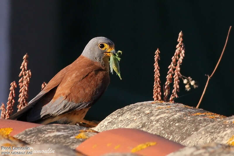 Lesser Kestrel male adult breeding, feeding habits, Behaviour