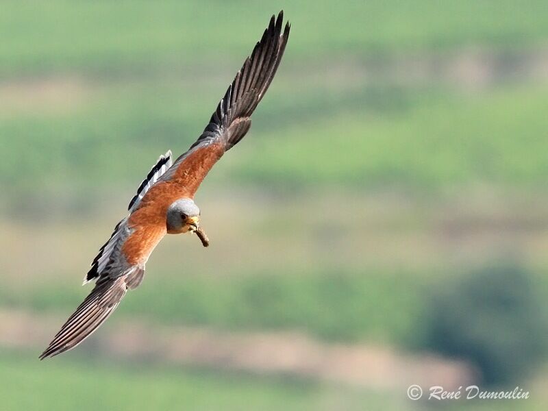Lesser Kestrel male adult, Flight