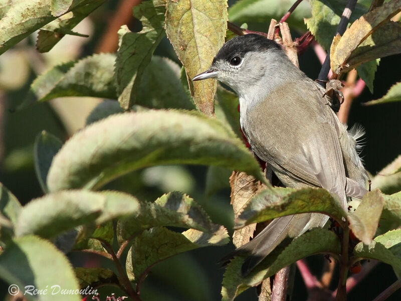 Eurasian Blackcap male adult, identification