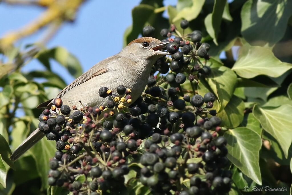Eurasian Blackcap female adult, identification, feeding habits
