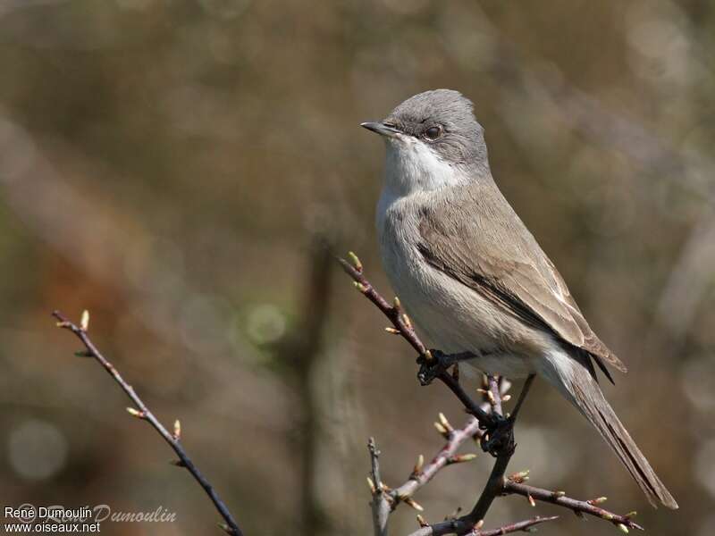 Lesser Whitethroatadult breeding, identification