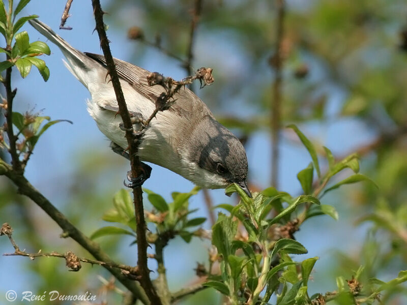 Fauvette babillarde mâle adulte, identification, régime, Comportement