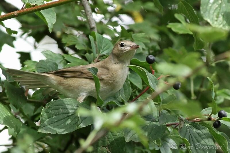 Fauvette des jardinsjuvénile, identification