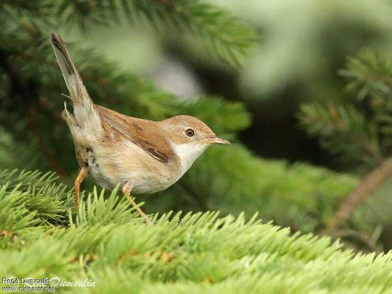 Common Whitethroat female adult, identification