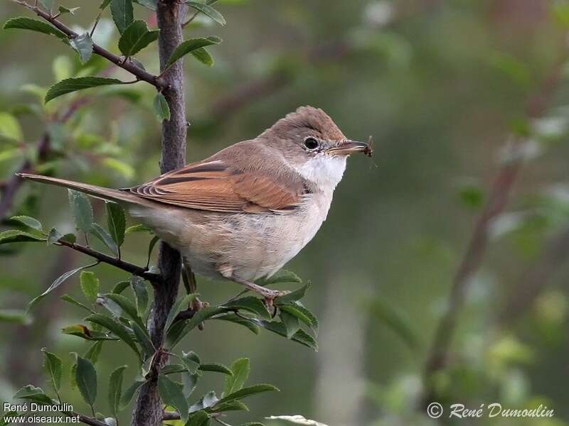 Common Whitethroat male adult, feeding habits