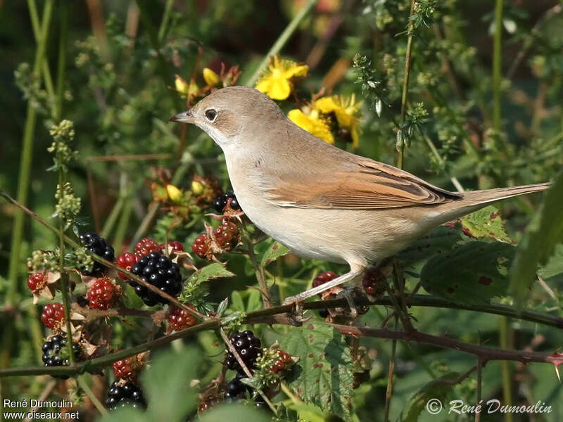 Common Whitethroat female adult, identification
