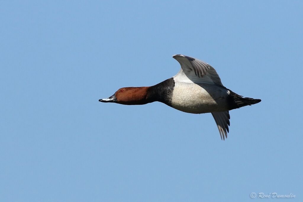 Common Pochard male adult breeding, identification, Flight