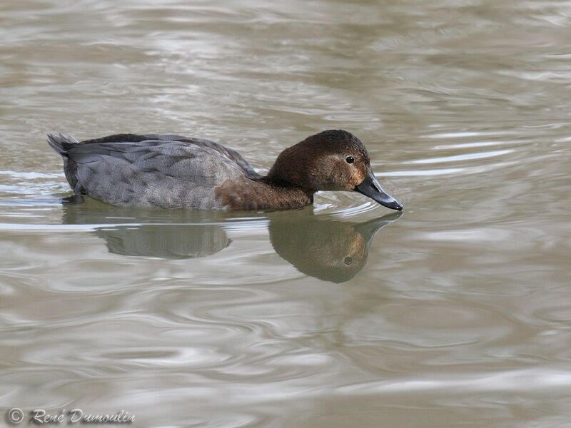 Common Pochard female adult