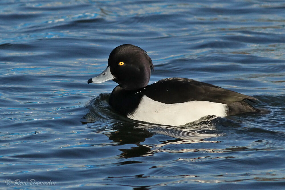 Tufted Duck male adult breeding, identification