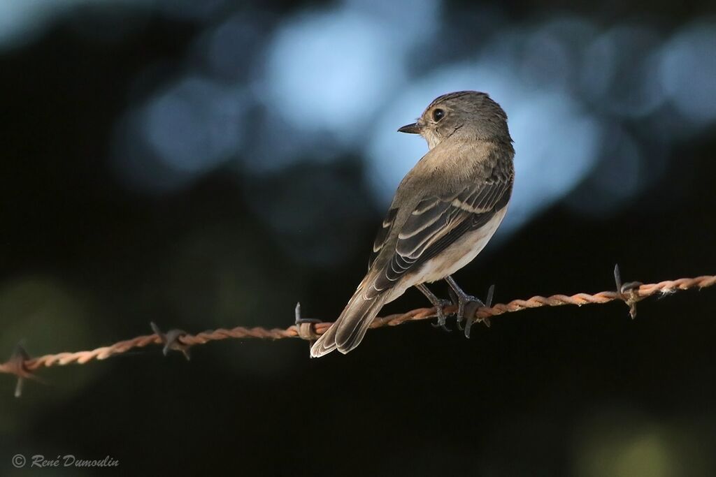 Spotted FlycatcherFirst year, identification