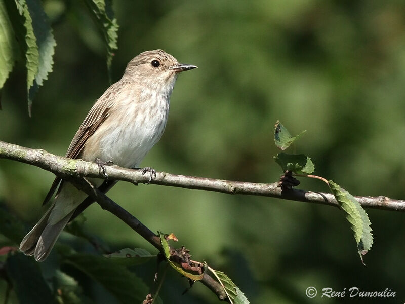 Spotted Flycatcher, identification