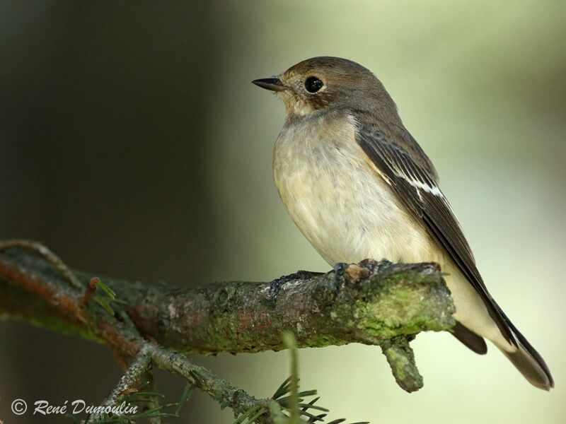 European Pied Flycatcher, identification