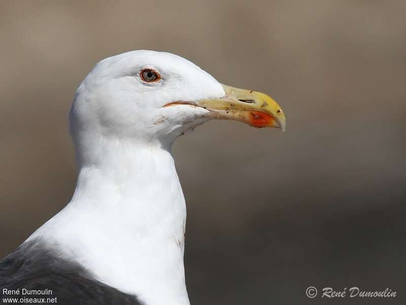Great Black-backed Gulladult, close-up portrait
