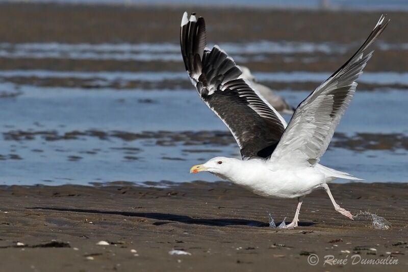 Great Black-backed Gulladult, Flight