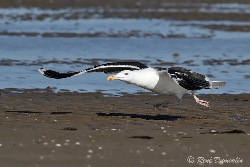 Great Black-backed Gulladult, identification