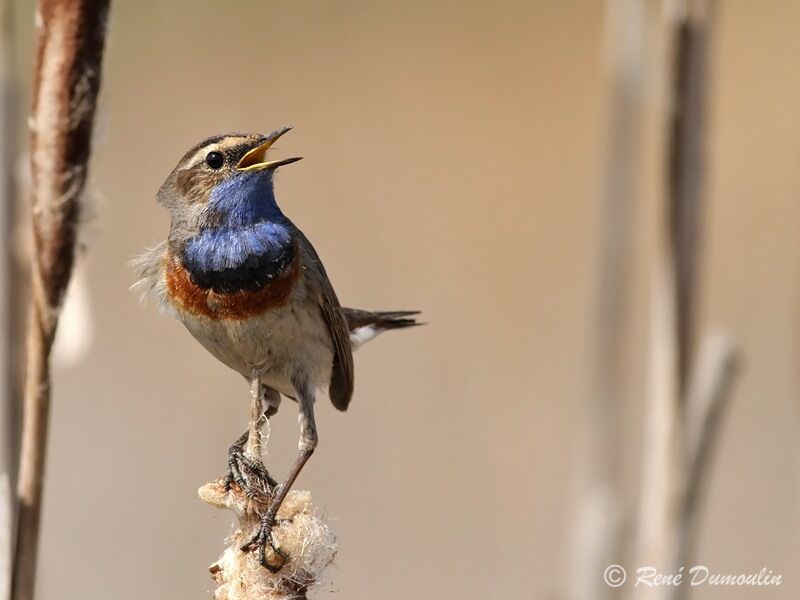Bluethroat male adult breeding, identification, song