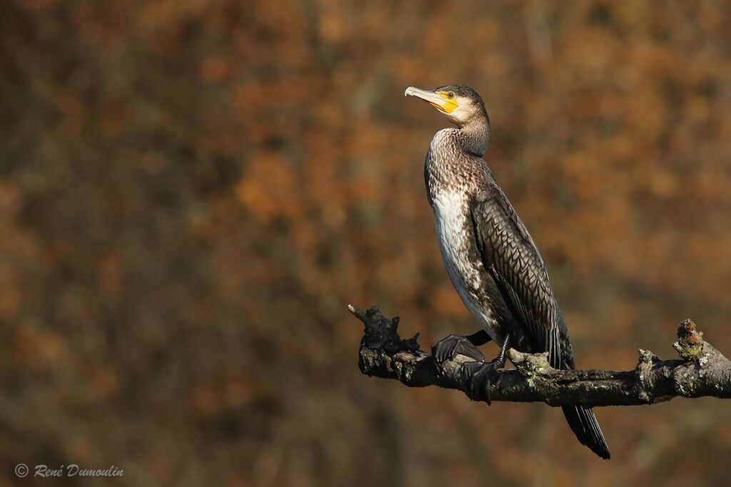 Great Cormorantimmature, identification