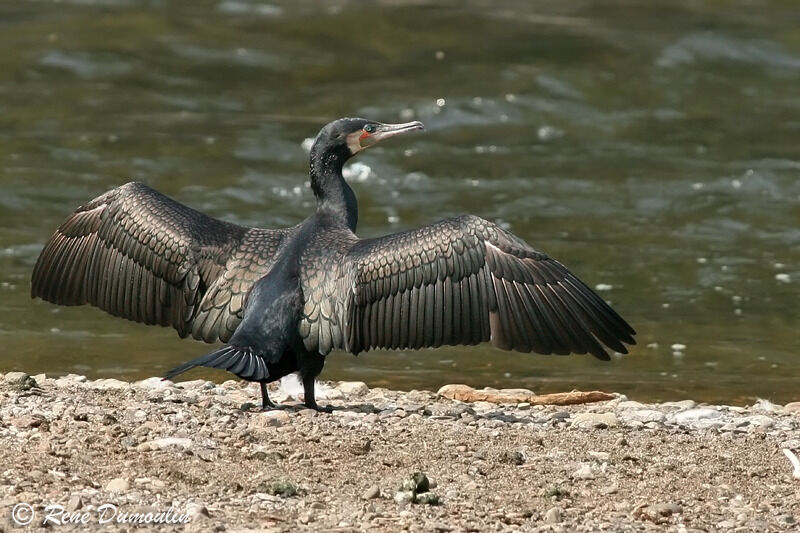 Great Cormorantsubadult, identification, Behaviour