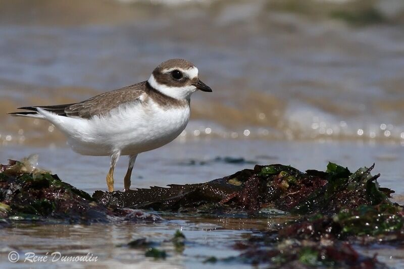 Common Ringed Ploverjuvenile, identification