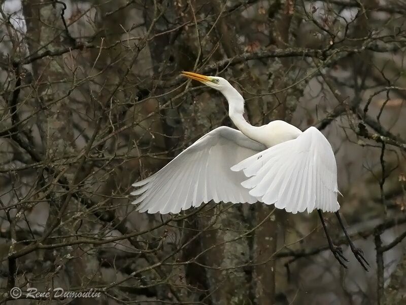 Great Egret, Flight