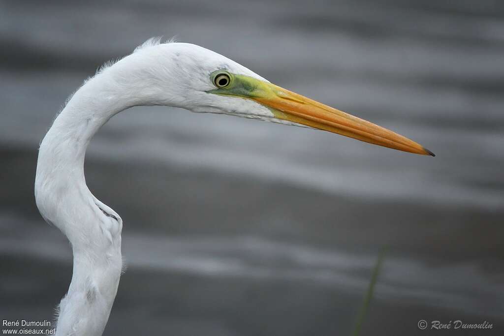 Great Egretadult post breeding, close-up portrait