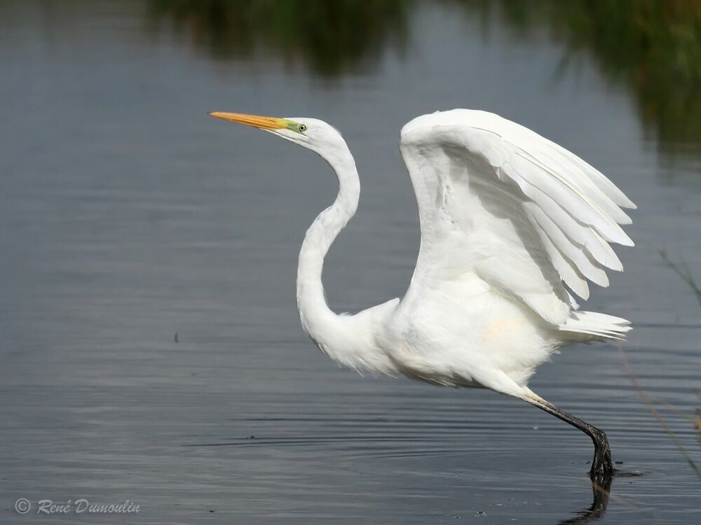 Great Egretadult post breeding, Flight