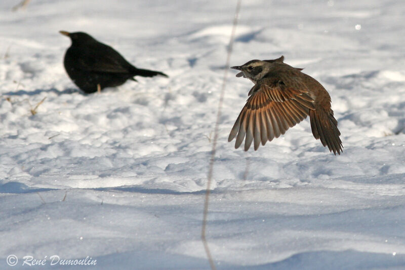 Dusky ThrushFirst year, Flight, Reproduction-nesting