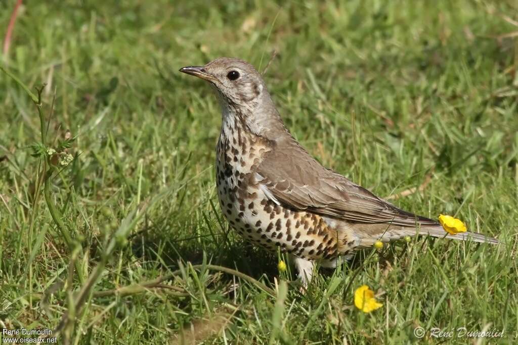 Grive draineadulte, identification