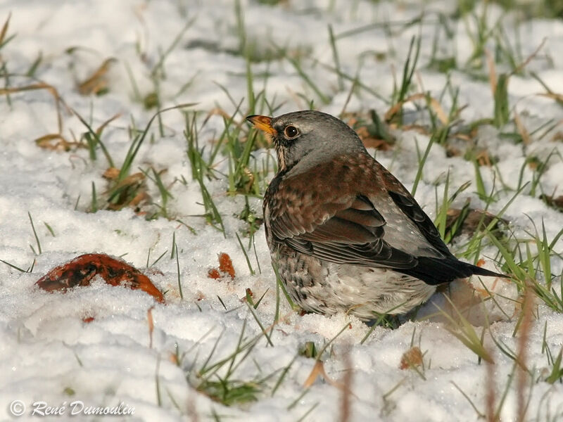 Grive litorneadulte, identification