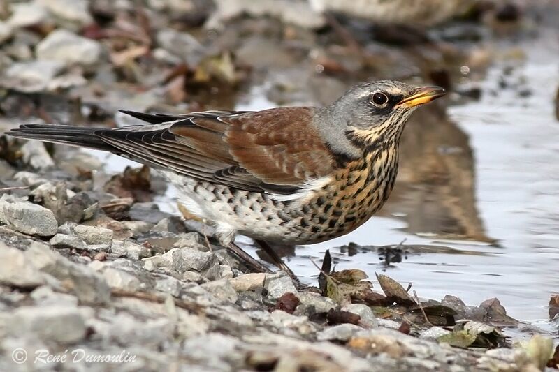 Fieldfare, identification