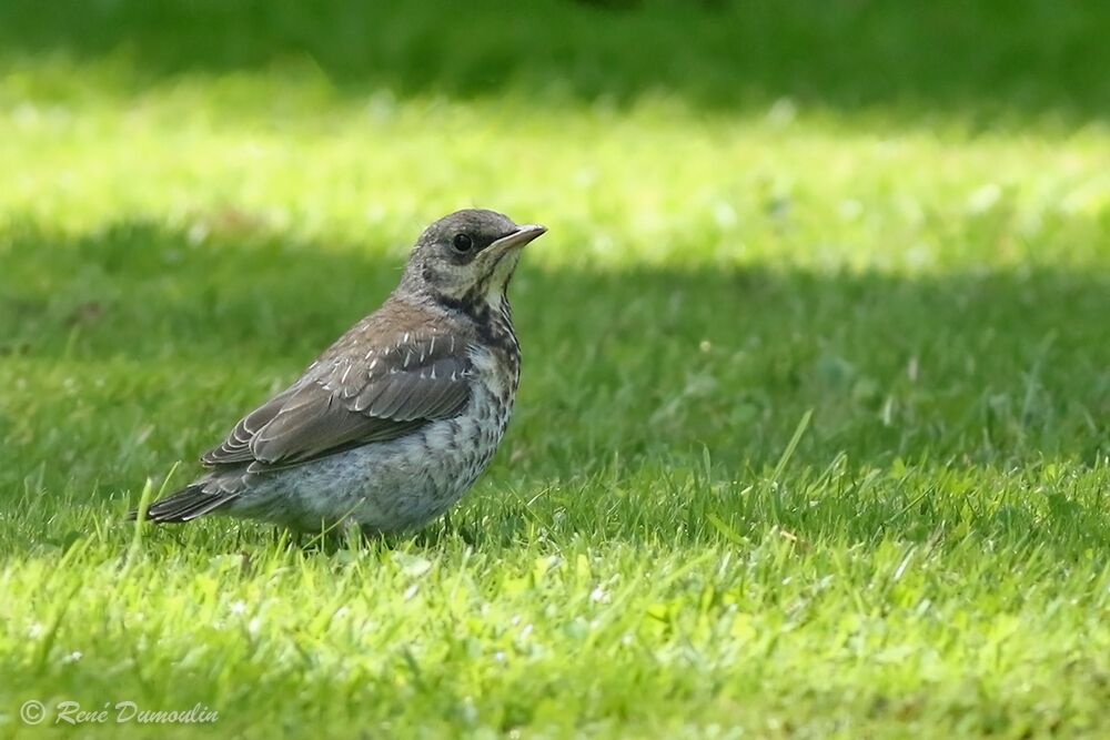Grive litornejuvénile, identification
